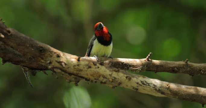 Black-collared barbet, Lybius torquatus, wild bird, Okavango delta, Botswana, Africa. Nesting behavour, nest tree hole with red head. Barbet with red head, wildlife nature. 