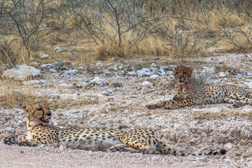 Cheetah lying in steppe of Etosha Park, Namibia