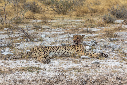 Cheetah lying in steppe of Etosha Park, Namibia