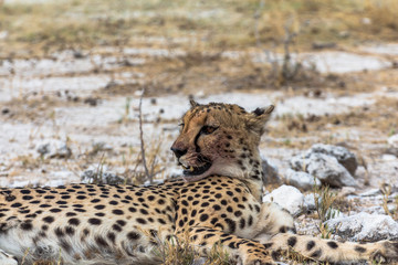 Cheetah lying in steppe of Etosha Park, Namibia