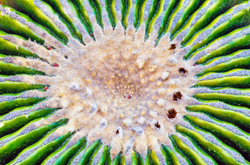 Closeup of a Cactus