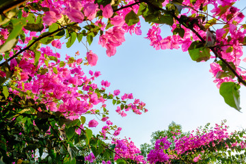 Bougainvillea Treetop