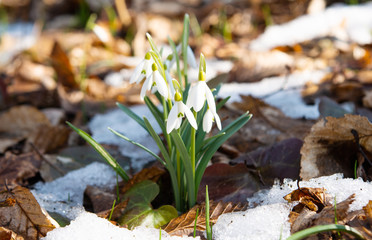 snowdrop growing in the forest