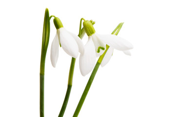 Fototapeta premium snowdrop isolated