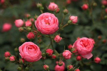 花壇に咲いたピンクの薔薇たち