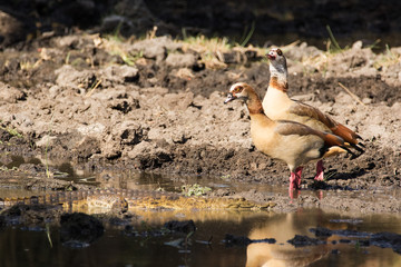 Close up image of a pair of Egyptian geese in a national nature reserve in south africa