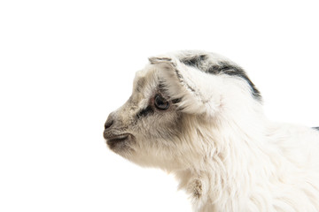 Obraz premium little goat isolated