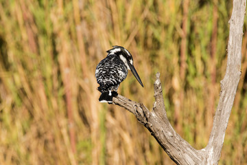 Close up image of a Pied Kingfisher in a nature reserve in South Africa