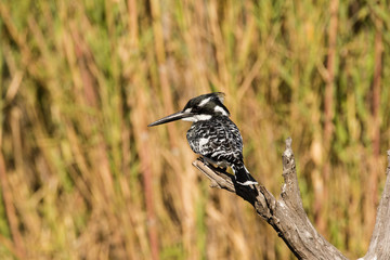 Close up image of a Pied Kingfisher in a nature reserve in South Africa
