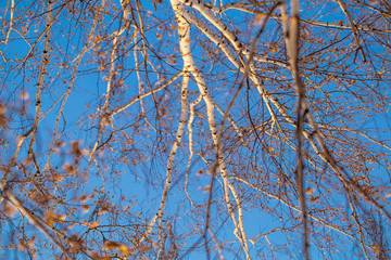 the texture of the twigs, trunk of a birch on a background of blue sky in winter