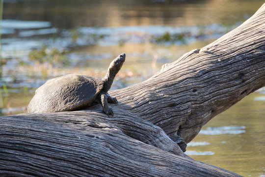 Close up image of a turtle / terapin sitting on a dead tree log in a lake in a nature reserve in south africa
