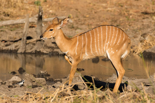 Close up image of a Nyala at a watering hole drinking water in a national park in south africa