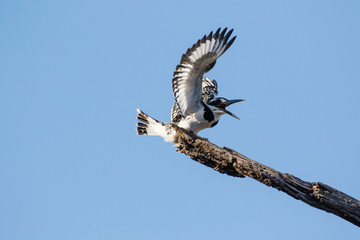 Close up image of a Pied Kingfisher in a nature reserve in South Africa