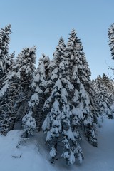 snow covered pine trees