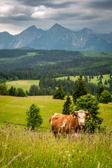 Fototapeta na wymiar Brown cow in Tatra mountains in Poland, Europe