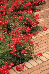 赤い薔薇が咲いた階段