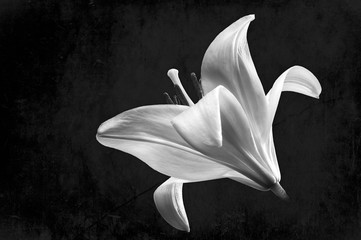 Lilie schwarz weiss