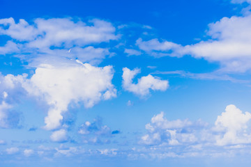 blue sky with clouds and white bird