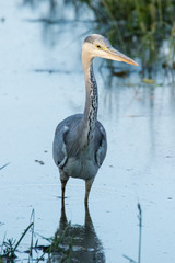Close up image of a grey heron fishing in a pond in a nature reserve in South Africa