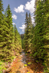 Fototapeta na wymiar Cold stream and trees in Koscieliska valley, Tatras