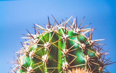 Green cactus with long prickles on a blue background. Exotic. Desert plant. The bright picture with...