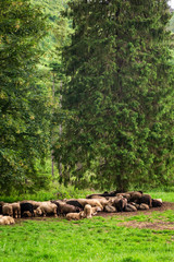 Big flock of sheep grazing in Tatra Mountains, Poland