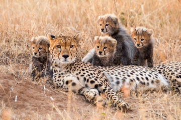 Gepard Portrait  © JoFi