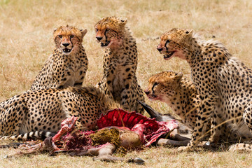 Geparden mit Beute  © JoFi
