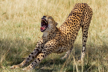 Fototapeta na wymiar Gepard gähnt