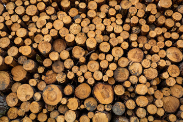 Large amount of tree felling in spring as background