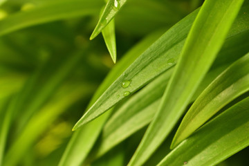 fresh green grass with water drops