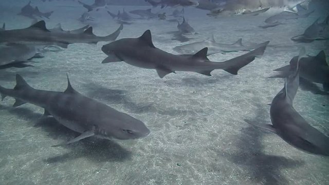 P2030Hundreds of Sharks Swimming with Scuba Divers Underwater in Chiba, Japan	411