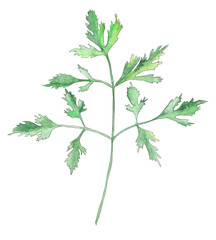 Cilantro