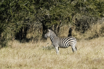 Fototapeta na wymiar Herd of zebras in the African savannah, South Africa