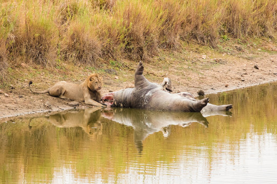 Close up image of a big male lion feeding on a dead hippo in a nature reserve in south africa