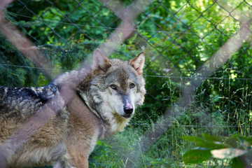 Obraz premium wolf in the zoo behind fence