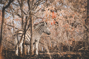 Obraz premium Close up image of a zebra in a nature reserve in south africa