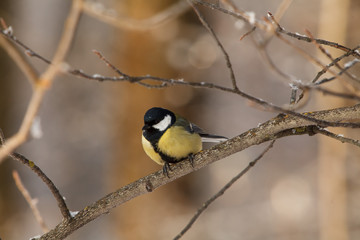 Naklejka premium A little bird chickadee/ titmouse