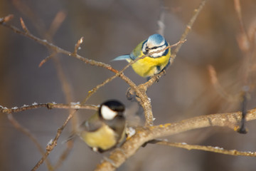 A little bird chickadee and a tomtit are sitting on a branch of tree