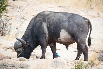 Fototapeta premium Close up image of Cape Buffalo in a nature reserve in South Africa