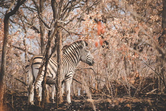 Close up image of a zebra in a nature reserve in south africa