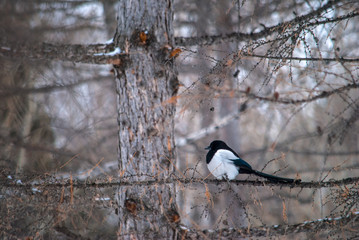 forty in the winter on the larch