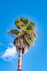 The palm tree with blue sky