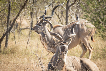 Close up image of big kudu trophy bull in a nature reserve in south africa