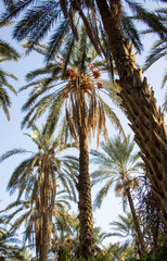 date palm trees against blue sky