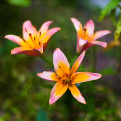 Bright summer flowers
