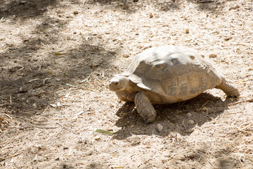tortoise walking on dirt