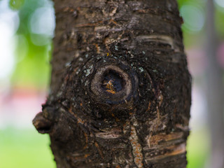 Fototapeta premium Knot on the apple tree