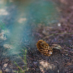 Fir cone on the ground