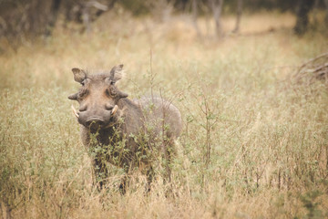 Close up image a warthog in a nature reserve in south africa